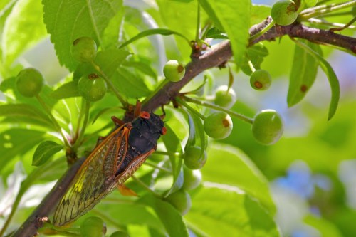 A cicada rests on a branch surrounded by green leaves and unripe fruit.