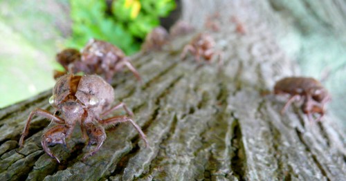 Close-up of cicadas on a textured tree trunk, showcasing their brown bodies and detailed features.