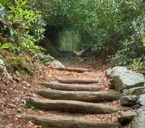 A winding forest path lined with logs and surrounded by lush greenery and leaves.