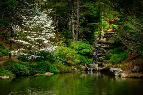 A serene garden scene featuring a pond, lush greenery, a flowering tree, and a small waterfall.