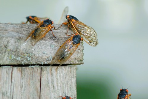 A close-up of several cicadas perched on a wooden surface, showcasing their wings and distinctive orange markings.
