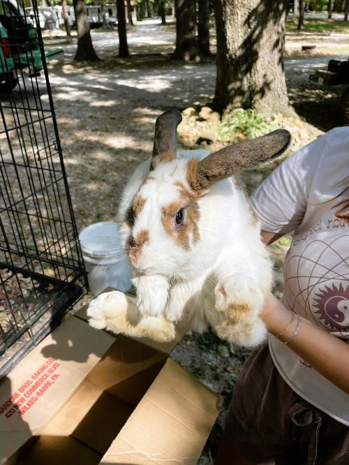 A person holds a large white rabbit with brown spots, surrounded by trees and outdoor scenery.
