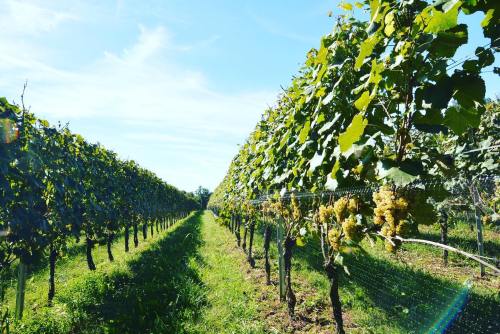 A sunny vineyard with rows of grapevines and clusters of grapes, set against a clear blue sky.