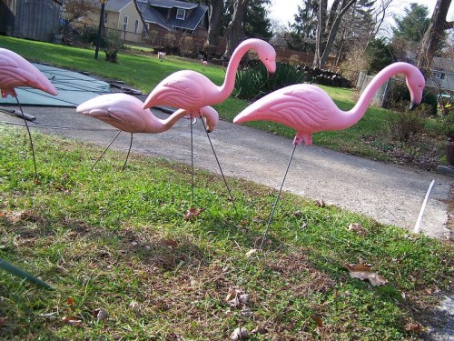 A row of pink plastic flamingos standing on a grassy lawn, with a driveway and houses in the background.