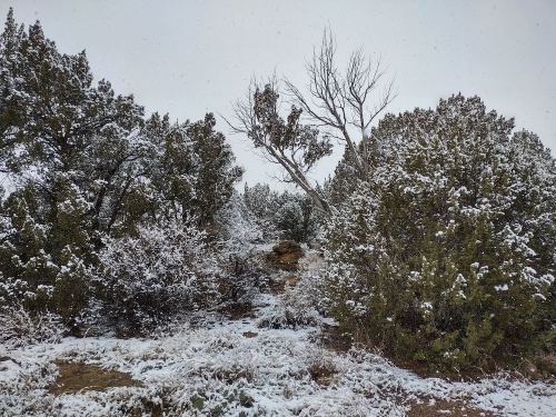 A snowy landscape featuring evergreen trees and a bare tree, with a rocky path visible in the foreground.
