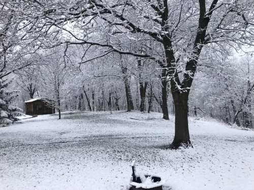 A snowy landscape with bare trees and a small cabin in the background, creating a serene winter scene.