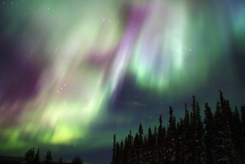 Vibrant auroras dance across a night sky, with shades of green and purple above a silhouette of dark pine trees.