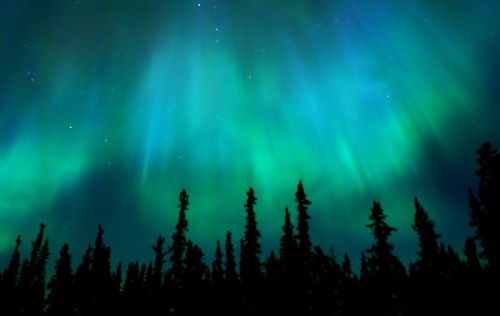 Vibrant green and blue auroras dance across the night sky above a silhouette of dark pine trees.
