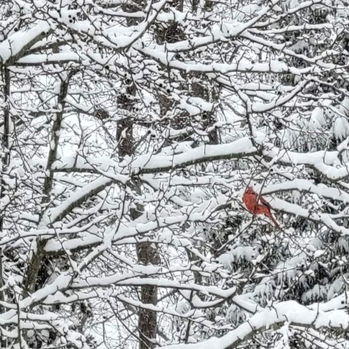 A bright red cardinal perched on snow-covered branches in a winter landscape.