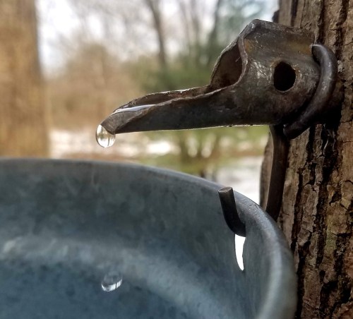 Close-up of a metal spout dripping water into a blue bucket, attached to a tree in a wintery landscape.