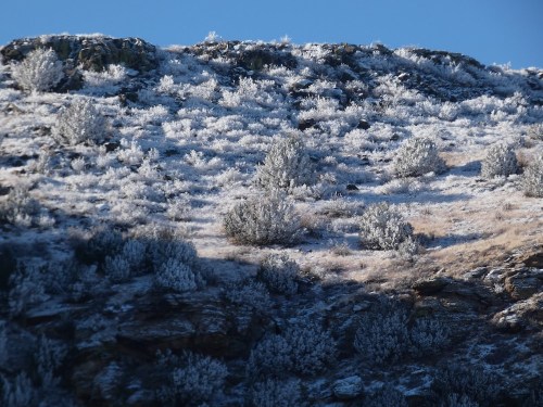 Frost-covered hillside with shrubs and a clear blue sky above.