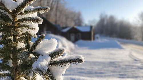 A snowy landscape with a close-up of a frosted pine branch and a cabin in the background.