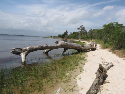 A serene beach scene featuring a large driftwood log, sandy shore, and gentle waves under a cloudy sky.