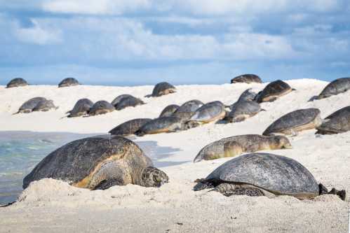 A group of sea turtles resting on a sandy beach under a cloudy sky.