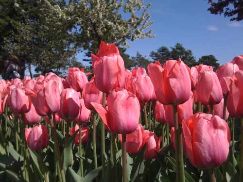 A vibrant field of pink tulips under a clear blue sky, surrounded by green foliage and trees.