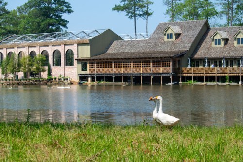 A serene lakeside scene featuring a duck walking on grass near a rustic building and trees under a clear blue sky.