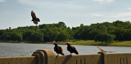 Three vultures perched on a concrete barrier by a lake, with a bird flying overhead and greenery in the background.