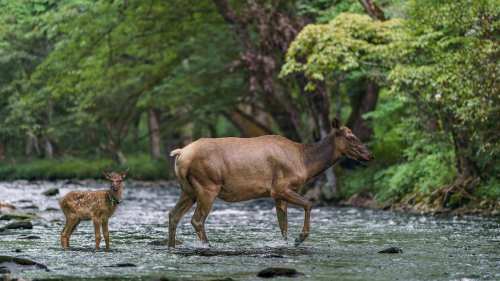 A cow and her calf wade through a serene stream surrounded by lush green trees.