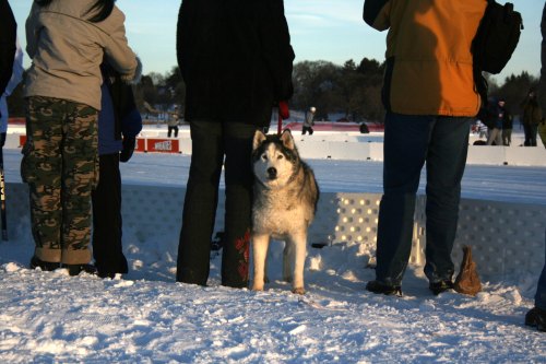 A husky stands on snow, looking at a crowd of people in winter clothing, with an ice rink in the background.