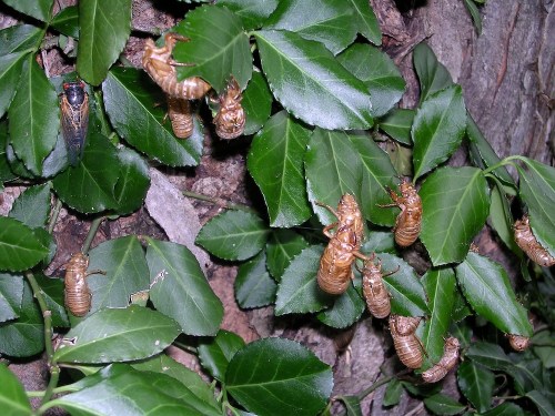 Cicada shells and live cicadas on green leaves, showcasing the lifecycle of these insects.