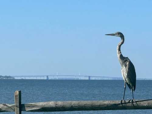 A heron stands on a wooden fence by the water, with a bridge visible in the background under a clear blue sky.