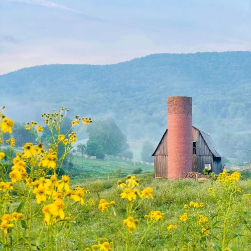 A rustic barn with a red silo surrounded by yellow wildflowers and rolling green hills in the background.