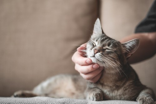 A person gently pets a content cat, both relaxed on a soft surface. The cat has its eyes closed, enjoying the affection.