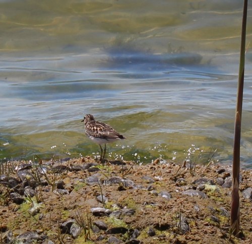 A small bird stands on the shore near water, surrounded by pebbles and green vegetation.