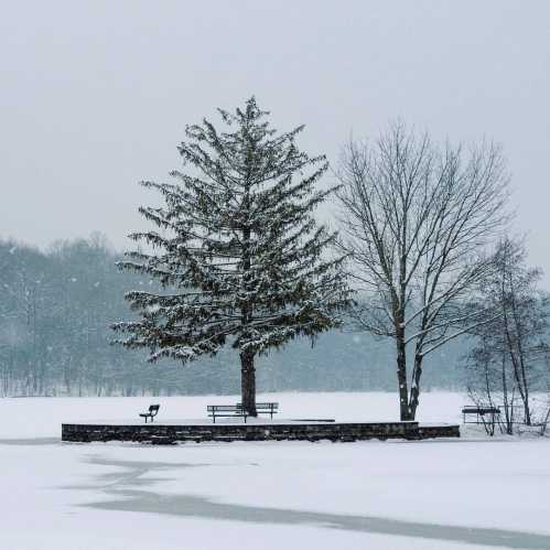 A snowy landscape featuring two trees and a bench by a frozen lake, with a gray sky in the background.