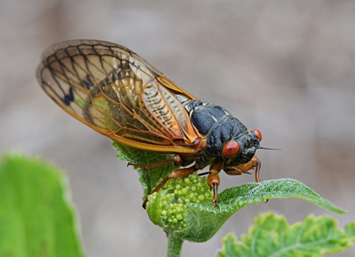 Close-up of a cicada perched on a green leaf, showcasing its detailed wings and bright red eyes.