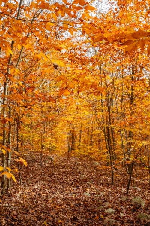A serene forest path surrounded by vibrant orange autumn leaves and a carpet of fallen leaves on the ground.
