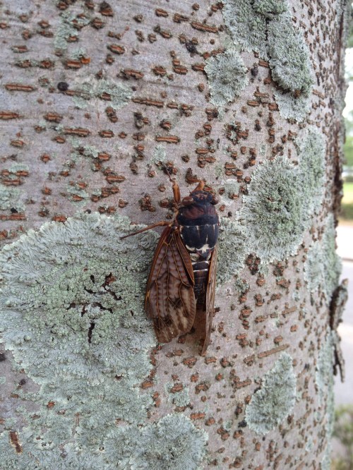A cicada resting on a textured tree trunk covered in green lichen.