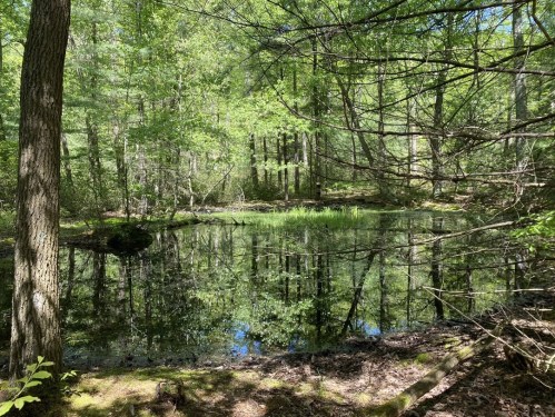 A serene forest scene featuring a calm pond reflecting trees and greenery under bright sunlight.