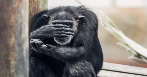 A chimpanzee sitting on a wooden platform, covering its eyes with one hand and holding something in the other.
