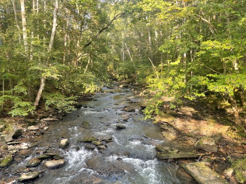 A serene stream flows through a lush, green forest, surrounded by trees and rocky banks.