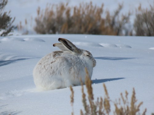 A snow-covered landscape with a white rabbit resting in the snow, surrounded by sparse vegetation.