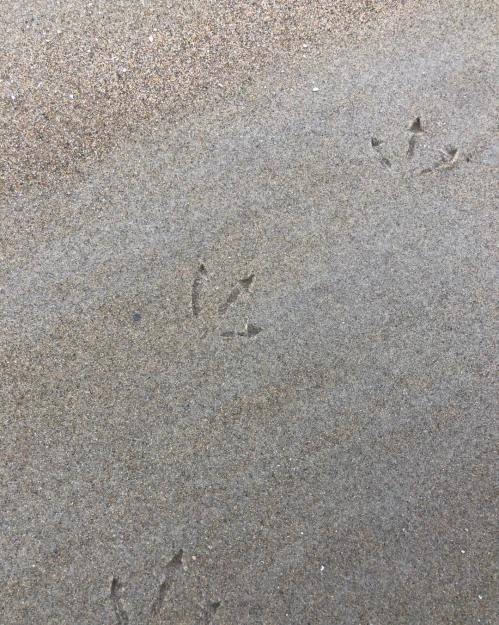 Footprints in the sand, showing a series of small bird tracks leading across a beach.