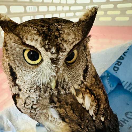 A close-up of a brown owl with large yellow eyes, perched on a soft blue cloth inside a carrier.