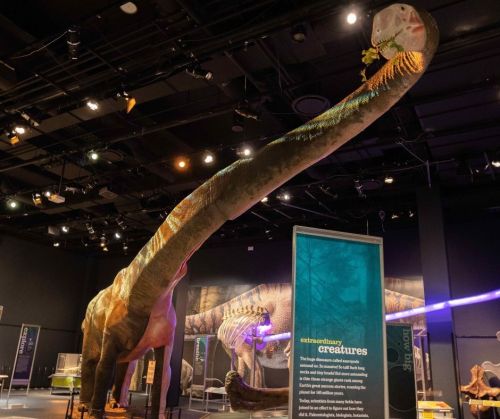 A large dinosaur skeleton with a long neck displayed in a museum exhibit, surrounded by informational panels.
