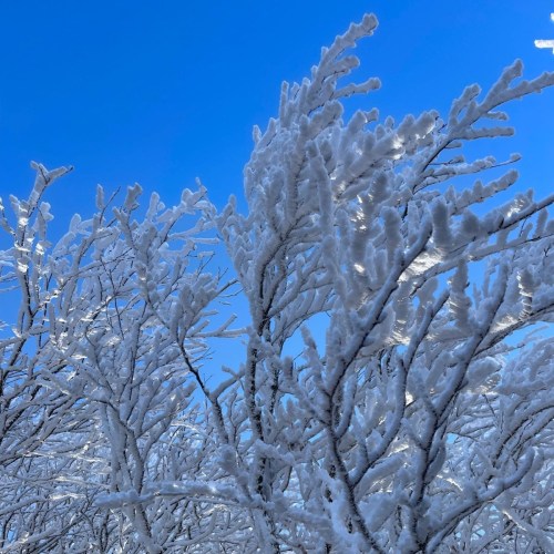 Frost-covered branches glisten in the sunlight against a clear blue sky.