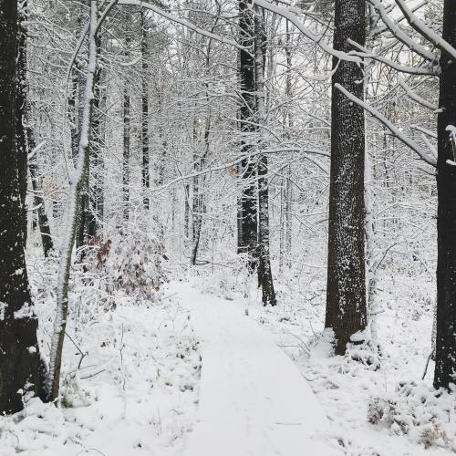 A snowy forest path surrounded by trees, with a blanket of fresh snow covering the ground and branches.