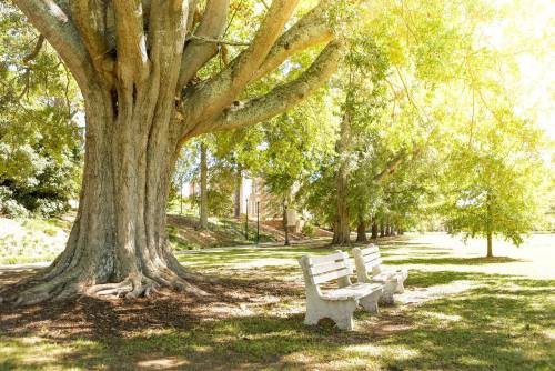 A large tree with bright green leaves shades two empty benches in a sunny park.