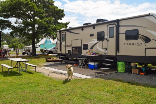 A camper parked in a grassy area with a dog in front, picnic tables nearby, and people in the background.