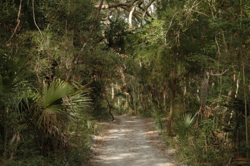 A narrow dirt path winding through a lush, green forest with dense trees and underbrush.