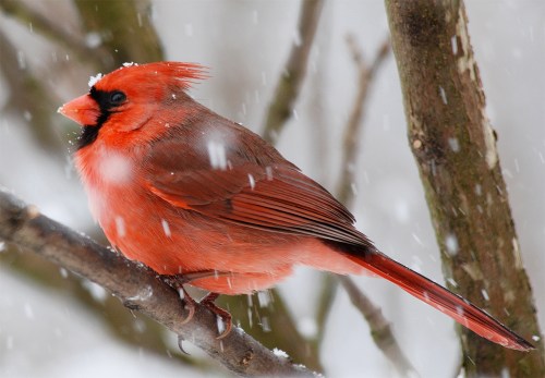 A vibrant red cardinal perched on a branch, surrounded by falling snowflakes.