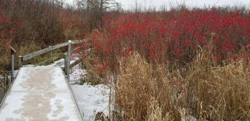 A wooden walkway leads through a snowy landscape, surrounded by tall grasses and vibrant red bushes.