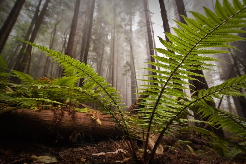 Lush green ferns in a misty forest, with tall trees rising in the background.