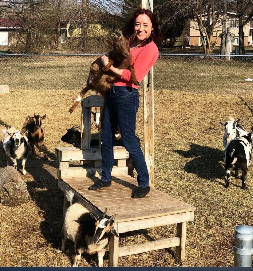 A person holds a goat while standing on a wooden platform, surrounded by several other goats in a grassy area.