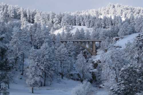 A snow-covered landscape featuring a bridge arching over a forest of frosted trees.