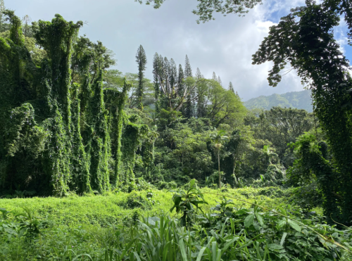 Lush green forest with tall trees and dense vines under a cloudy sky, creating a vibrant, tropical atmosphere.